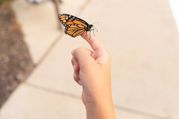 Monarch Butterfly Resting on Boy's Finger