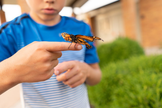 Monarch Butterfly Resting on Boy's Finger