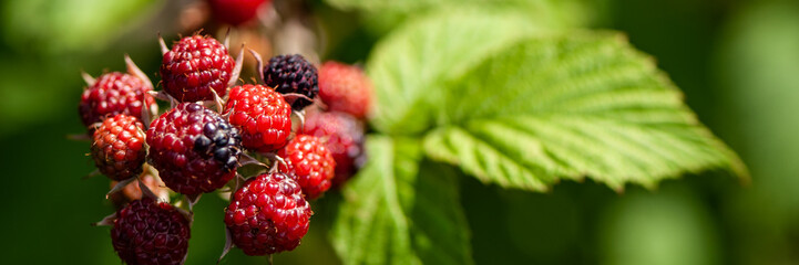 Blackberry Berries and Green Foliage on Blurred Background.
