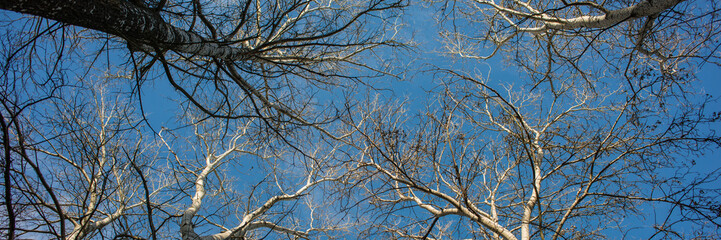 Fototapeta na wymiar Tops of Deciduous Trees on a Blue Sky Background on a Sunny Morning.