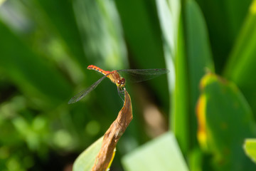 A male White-faced Meadowhawk (Sympetrum obtrusum) is a dragonfly of the genus Sympetrum perched on a plant in the garden in Ontario, Canada.