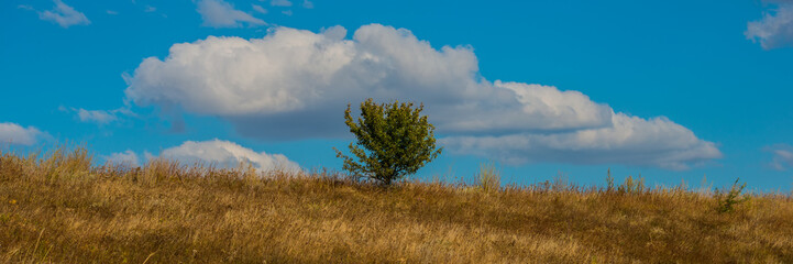 Obraz premium Lonely Tree in a Field on a Background of Blue Sky and Clouds, Sunny Weather.