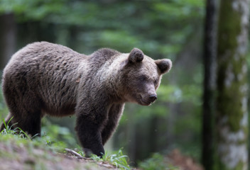 Obraz na płótnie Canvas Brown bear in forest in summer time