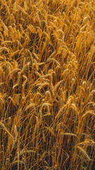 Agricultural landscape. Ripe spikelets of rye in the golden rays of the setting sun. Beautiful nature at sunset.