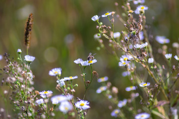 Bee on wild daisy flower
