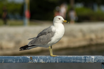 Seagull at Harbor - Mississauga