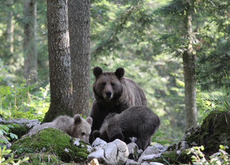 Brown bear mother with two cubs in forest