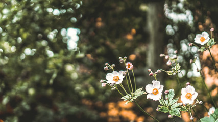 Chamomile in a beautiful green garden. The background is covered with bokeh.