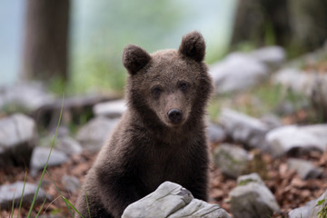 Obraz premium Bear cub looking at camera