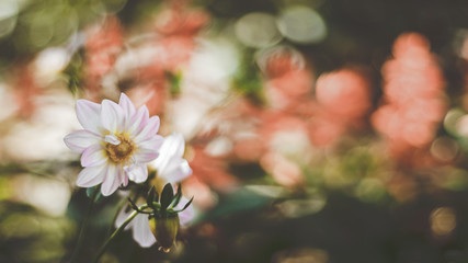 Chamomile in a beautiful green garden. The background is covered with bokeh.