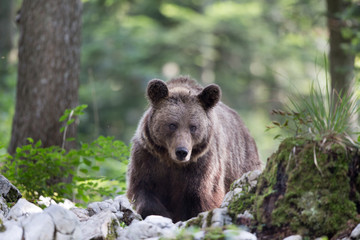 Fototapeta premium Brown bear in forest in summer time