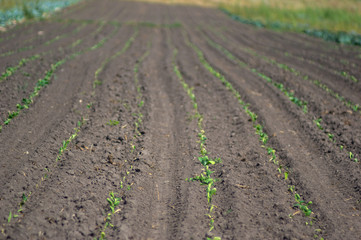 Sprouts of cabbage on the field