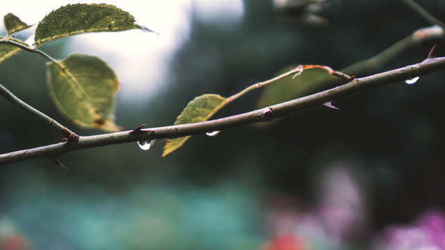 A branch of a rose in an image with raindrops. Rainy cloudy atmosphere.