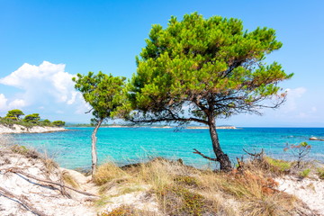 Pine trees on Karydi beach in Vourvourou, Sithonia peninsila, Chalkidiki, Greece