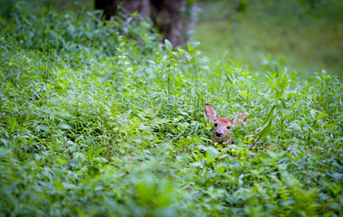 Baby Deer in Poison ivy grass in NC Smokey Mountains