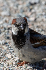 Male House Sparrow (Passer domesticus) stops on ground showing off its grey crown, black chest and yellow beak looking for what his next move is.