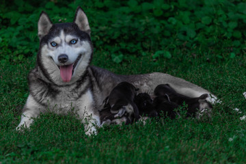 mom Siberian husky and her puppies