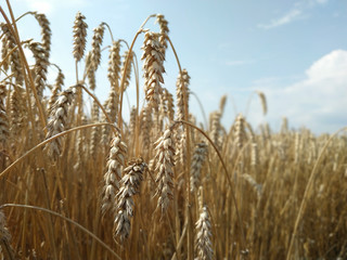 Wheat field natural product. Growth nature harvest. Ears of golden wheat close up. Rural scene under sunlight. Summer background of ripening ears of landscape.