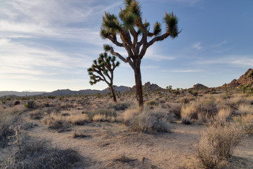 Naklejka premium Joshua Tree