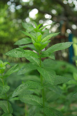Green leaves of fresh mint in the garden