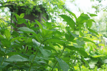 Fototapeta na wymiar Green leaves of fresh mint in the garden