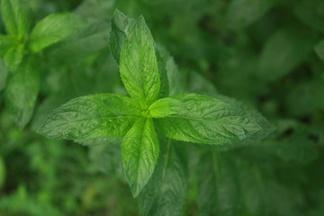 Green leaves of fresh mint in the garden