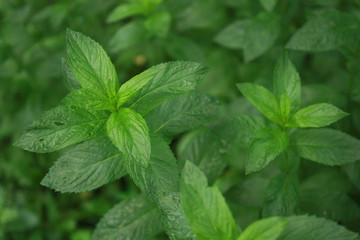 Green leaves of fresh mint in the garden