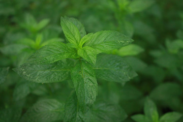 Green leaves of fresh mint in the garden