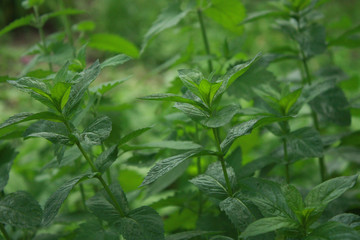 Green leaves of fresh mint in the garden