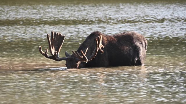 Bull Moose Dunks Head Under Water in Mountain Lake