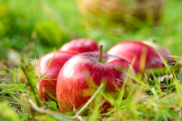 Freshly picked healthy organic apples on the grass. red apples on green grass in the garden.