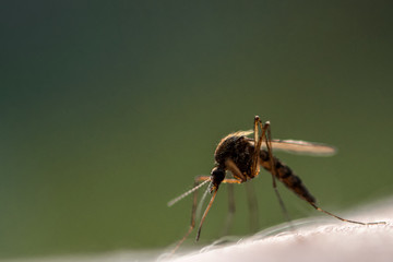 macro shot of a mosquito on human skin sucking blood