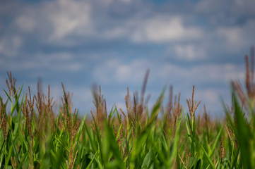 Blooming corn close up