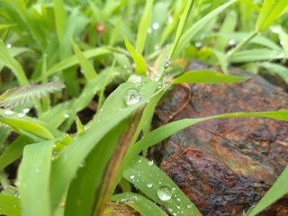 frog on leaf