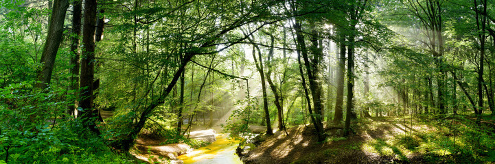 Waldpanorama mit Bach und hellen Sonnenstrahlen im Nebel