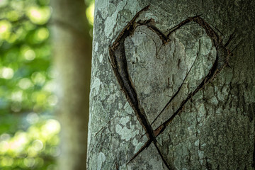 Heart carved into a tree