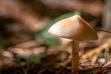 Closeup of a mushroom in the forest