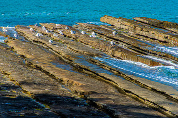 美しい日南海岸の波状岩風景11