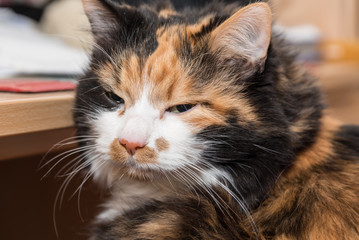 verträumte dreifarbige Hauskatze