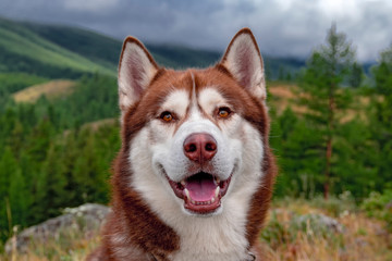 Smiling husky dog portrait. Laughing happy dog in the forested mountains © Konstantin