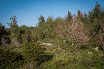 Green hills and blooming wild flowers in spring. Pure Nature, Jerusalem Hills. Israel