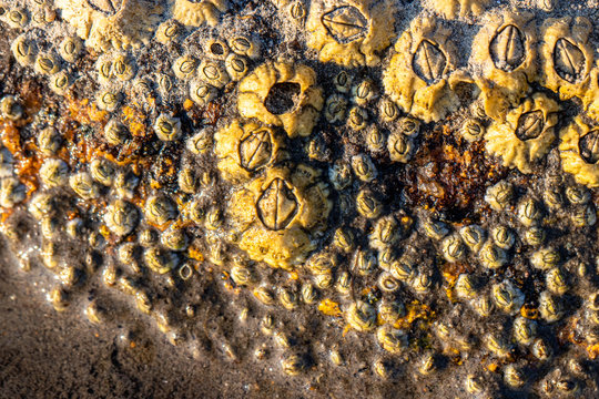 closeup of barnacles