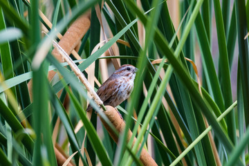 sparrow in the cattails