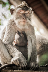 Mother monkey holding her baby at Sacred Monkey Forest