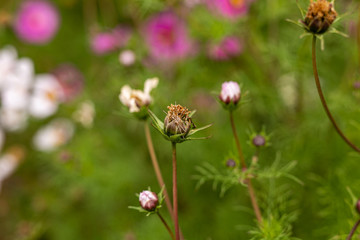 Bees collect pollen from colorful cosmos flowers in a California field