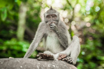 Naklejka na ściany i meble Photo of long tailed macaque monkey at secret monkey forest