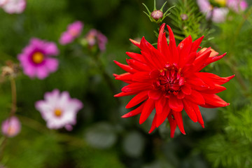 Obraz premium Huge dahlias and cosmos flowers bloom in a California field