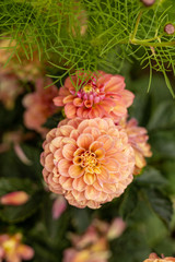 Huge dahlia flowers bloom in a California field
