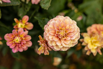 Huge dahlia flowers bloom in a California field