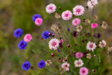 Obraz premium Colorful cornflowers bloom in a California field